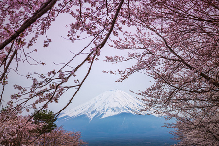 春天，樱花盛开樱花富士山