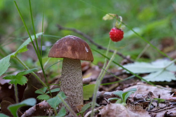 野生牛肝菌和野草莓在树林里