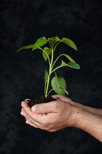 男人手里拿着一种植物。生态概念