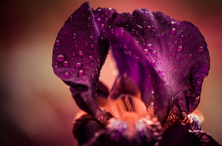 多彩的虹膜与雨滴