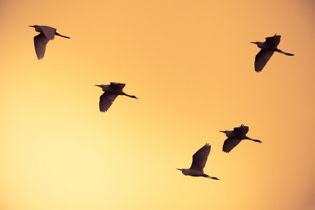 群鸟飞在橙色的天空背景