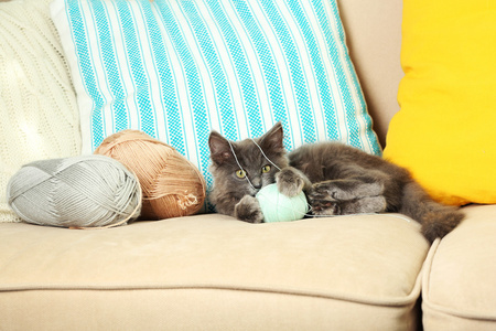可爱的灰色小猫玩在家里的沙发上针织螺纹