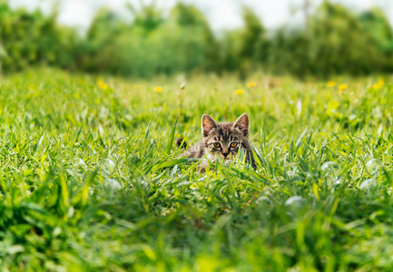 小猫藏在绿草