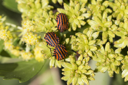 在自然界中，Graphosoma lineatum 的红色小虫的细节