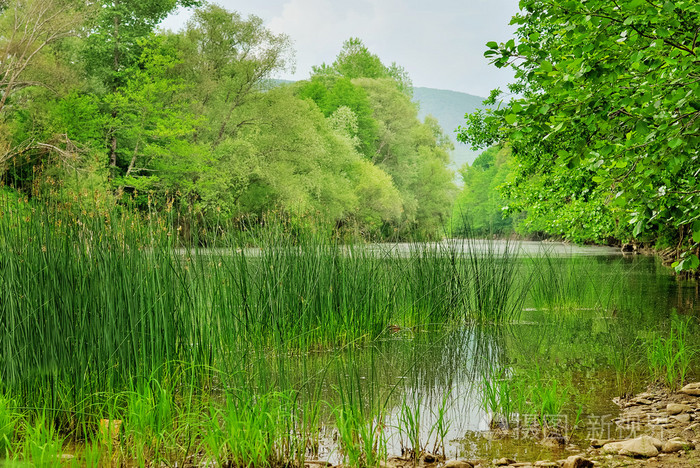 下河在森林里的风景