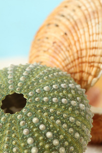 绿色海胆和蛤壳
