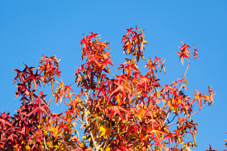 多彩色树叶在秋天对蓝蓝的天空