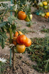 种植番茄采摘