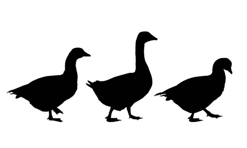 组的现实矢量插图的鹅和鸭 孤立在白色背景
