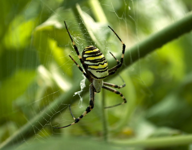 蜘蛛 argiope bruennichi