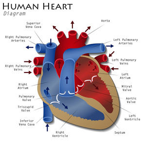 人类的心脏图