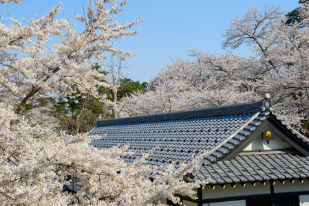 樱花和高田城堡