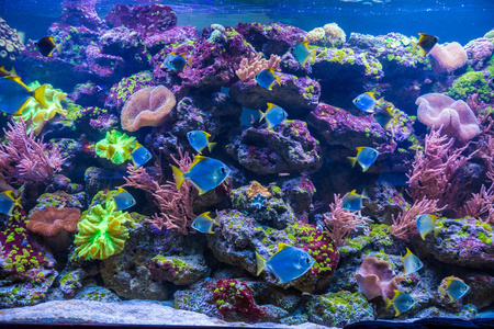 热带鱼与珊瑚和藻类