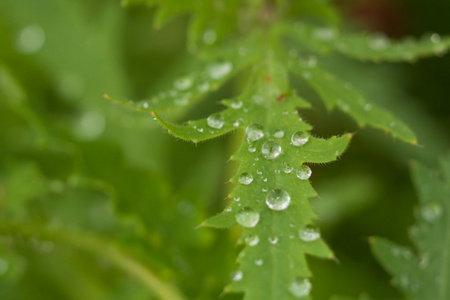 在植物上的水滴