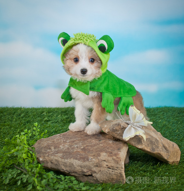 青蛙的小狗