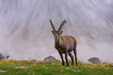 Ibex，勃朗峰范围法国