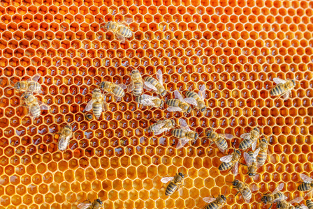 蜜蜂蜂巢图图片