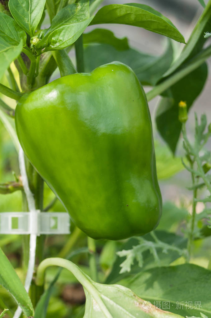 辣椒在一个绿色的房子里
