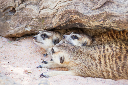 组的海岛猫鼬 Suricata suricatta 睡下的木材