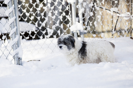 白狗在雪中