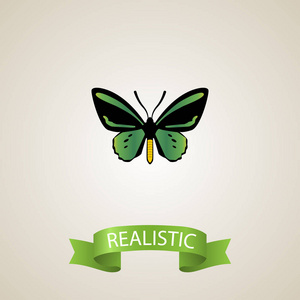 可以使用作为飞,蝴蝶和绿色符号照片