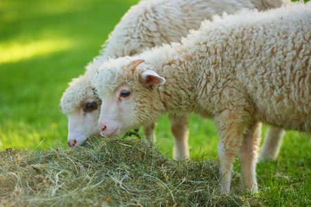 羊在吃草在欧德肖恩附近的傍晚阳光下吃草的绵羊几只吃草的羊在一个