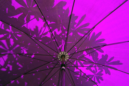 在抽象叶紫东方伞下图片