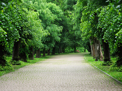 公园里的树木的大道