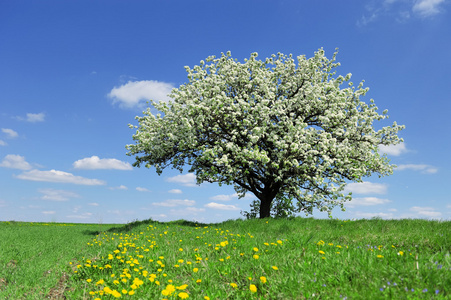 树在春天