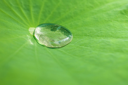 荷叶上的水滴图片