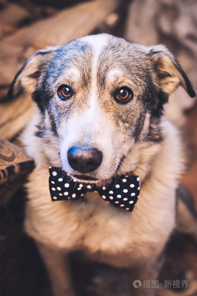 有趣的狗带一个蝴蝶结