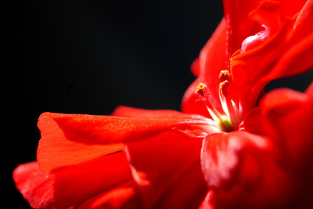 红色天竺葵的特写