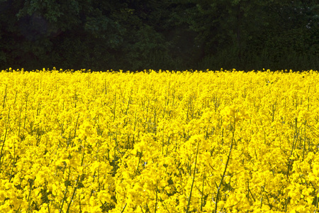 黄色油菜田的春天图片