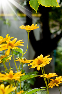 在花园里的花