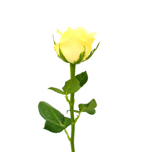 黄玫瑰花朵图片