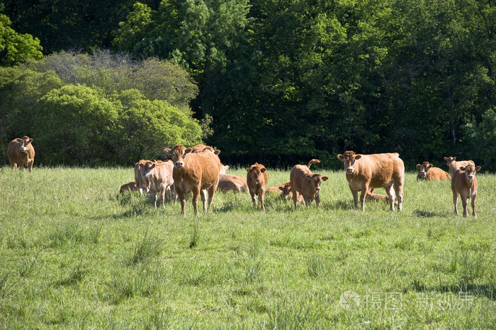 在草地上的牛
