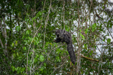 美咲猴子 Pithecia monachus，坐在一个分支内 Cuyabeno 国家公园，厄瓜多尔的亚马逊雨林