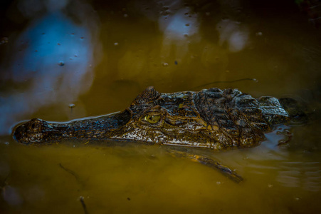 在昏暗的水中 Cuyabeno 河，Cuyabeno 野生动物保护区，厄瓜多尔的凯门鳄