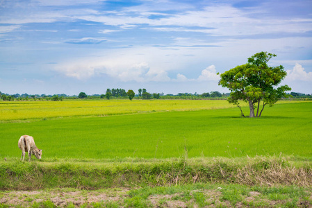 牛吃草或水稻秸秆在蓝蓝的天空，rura 稻田