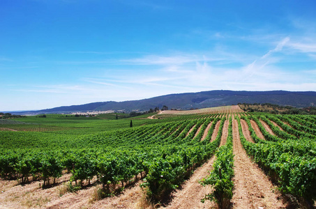 葡萄牙阿连特茹地区的葡萄园种植