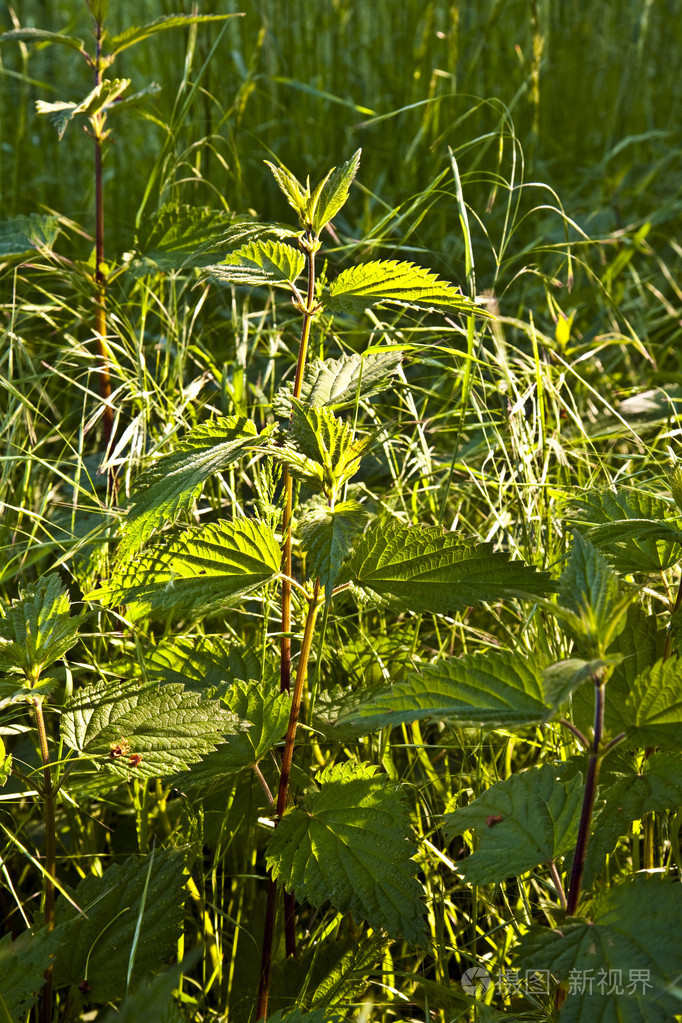 在草地上的荨麻