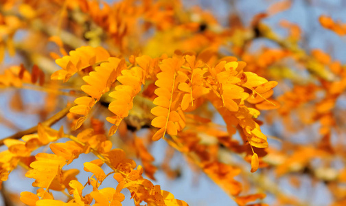 黄金叶的一棵树
