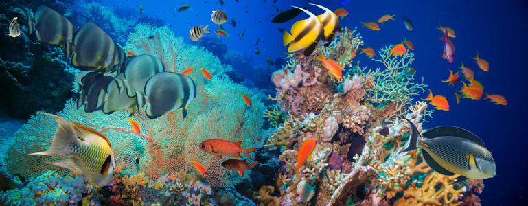 热带小鱼群鱼与珊瑚照片