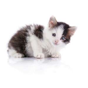 可爱的小猫，白色斑点