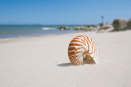 鹦鹉螺的壳沙风沙滩上
