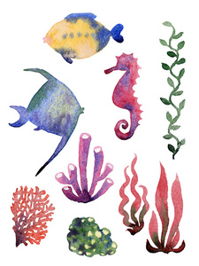 不同海洋贝类 珊瑚 海星