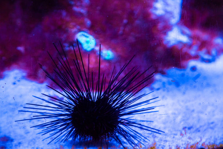 菲律宾吕宋岛,阿尼洛草里的海胆水彩海洋海马贝壳珊瑚 ammonit 海胆