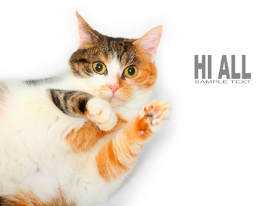 快乐猫发送你的问候照片