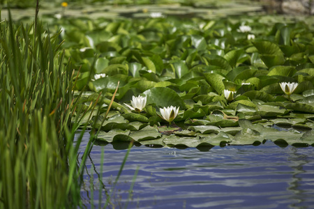 水百合