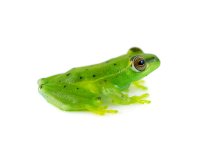 斑翡翠玻璃蛙图片